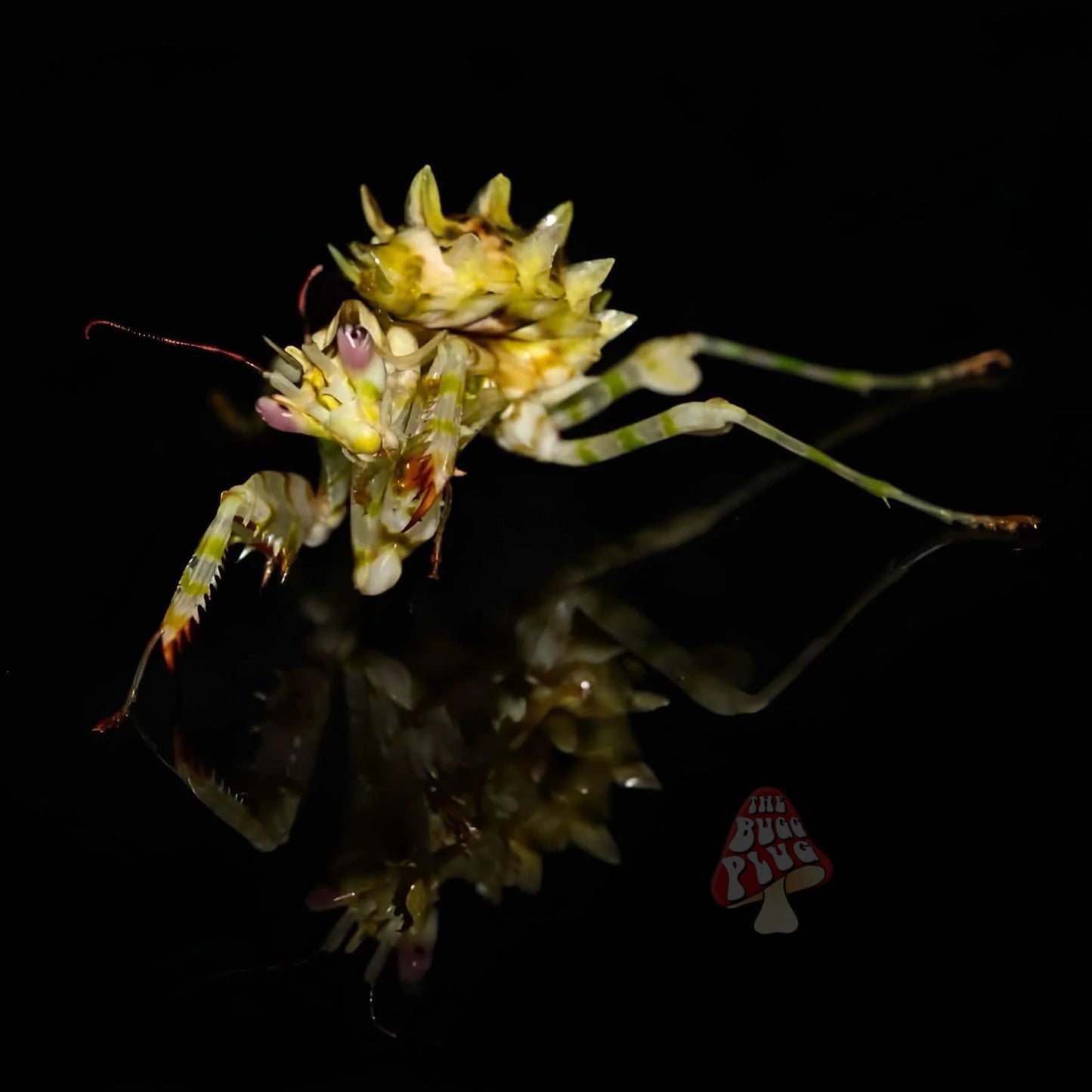 Spiny Flower Mantis – Juvenile (Pseudocreobotra wahlbergii)