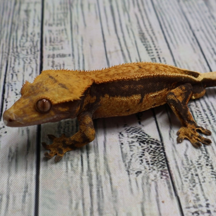 (#G126) Fire Quad Pinstripe Crested Gecko – Male Sub-Adult