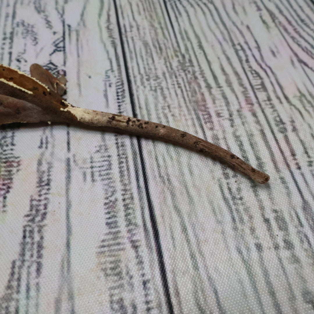 (#403) RCK Cappuccino Partial Pinstripe Dalmatian Crested Gecko