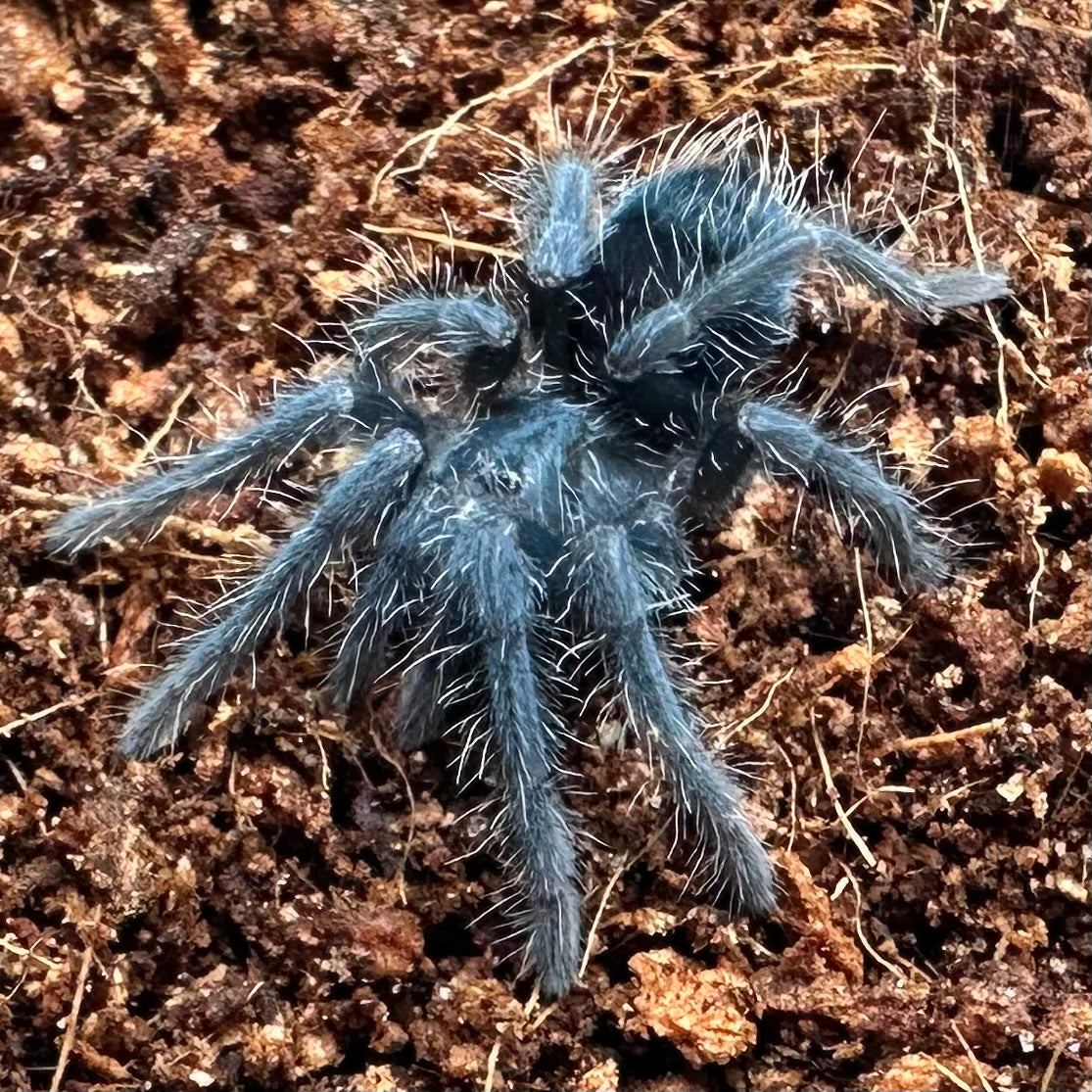 Phormictopus atrichomatus ~ (Red Island Tarantula) ½" – Unsexed Sling