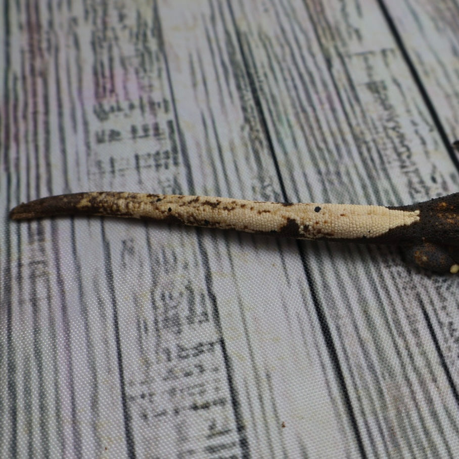 (#G131) Possible Fire Crested Gecko – Male Sub-Adult