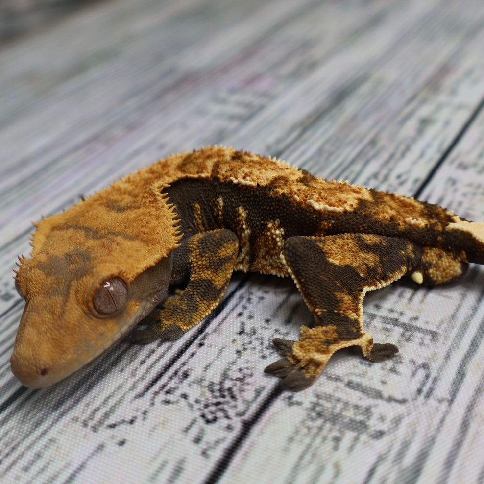 (#G125) Possible Fire Crested Gecko – Male Sub-Adult