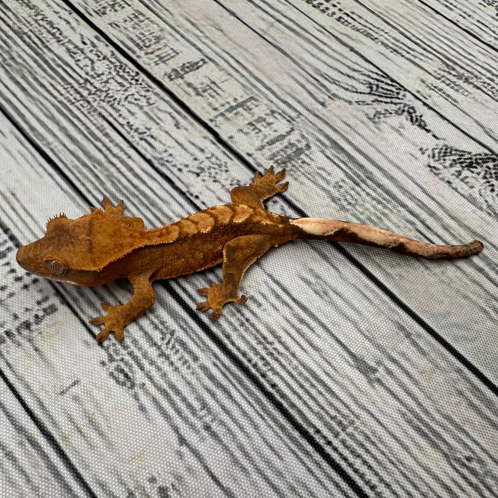 Flame Unsexed Crested Gecko (#R26)