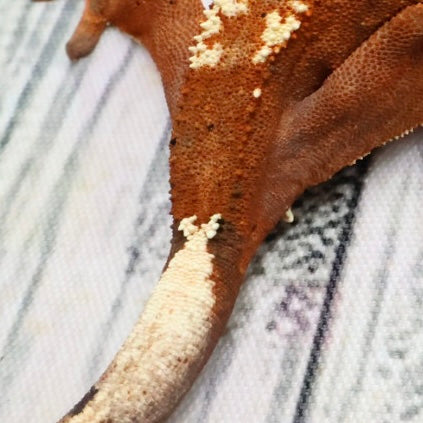 (#468) RCK Cappuccino Dalmatian Partial Pinstripe Crested Gecko – Unsexed