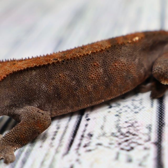 (#469) RCK Cappuccino Dalmatian Crested Gecko – Unsexed