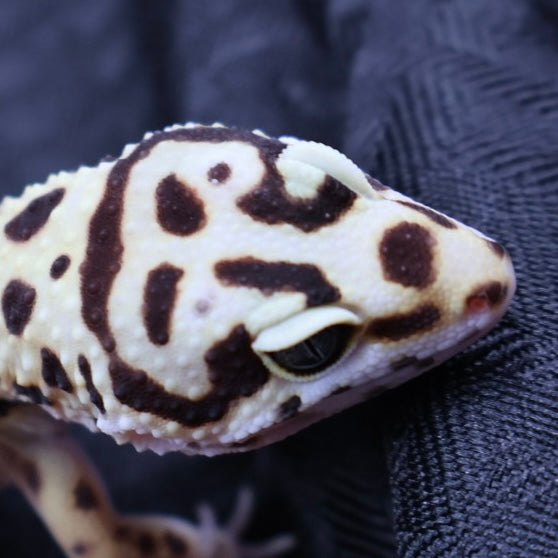 (#3) Bold Tangerine Leopard Gecko – Female
