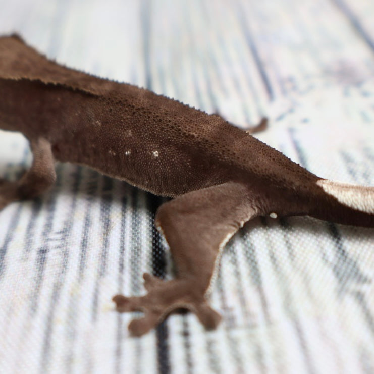 (#500) Phantom Axanthic Crested Gecko – Unsexed