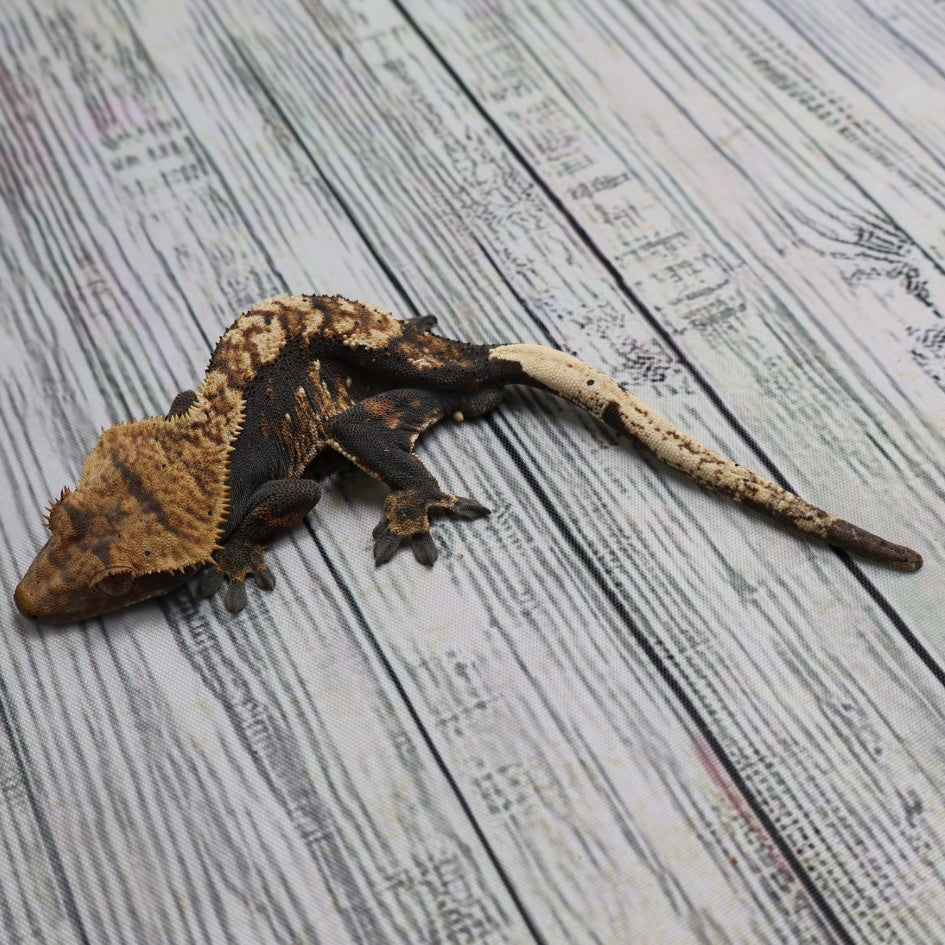 (#G131) Possible Fire Crested Gecko – Male Sub-Adult