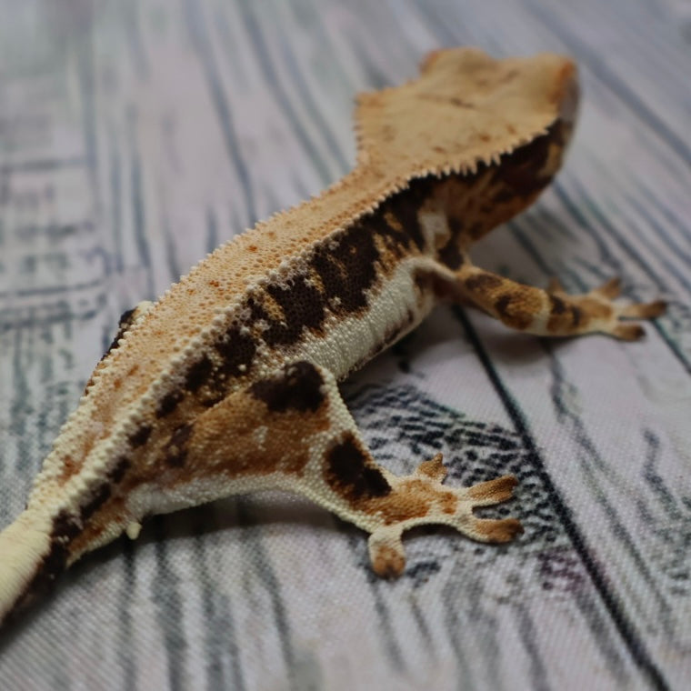 Lilly White Crested Gecko (#308)