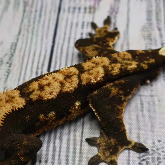 (#G129) Possible Fire Crested Gecko – Male Sub-Adult