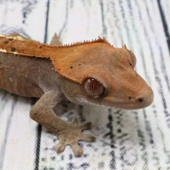 (#403) RCK Cappuccino Partial Pinstripe Dalmatian Crested Gecko