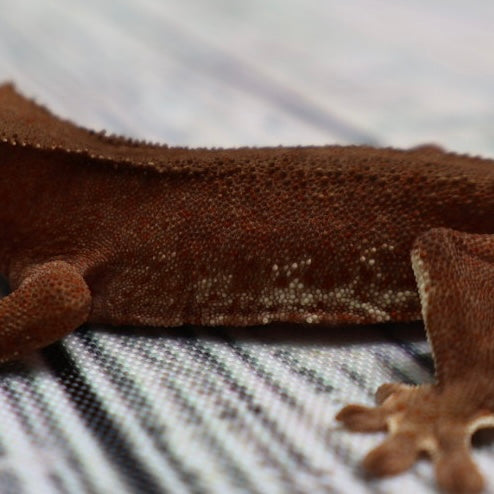 (#R2) Phantom Lily White Unsexed Crested Gecko