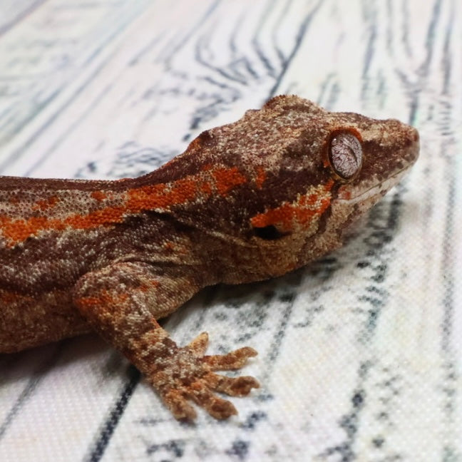(#5) Possible Phantom Eye Red Stripe Gargoyle Gecko – Unsexed {DEADPOOL LINE}