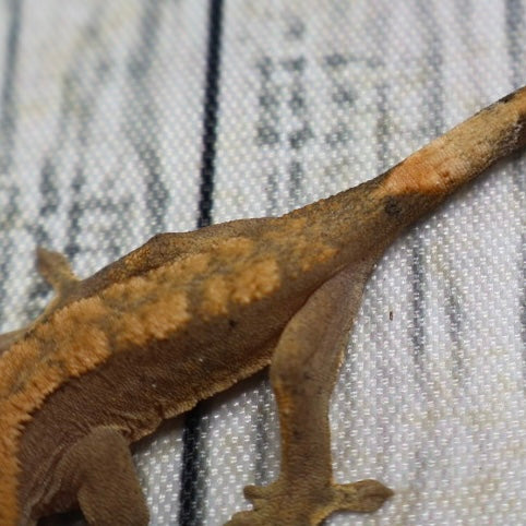 (#G200) Fire Crested Gecko – Baby Unsexed