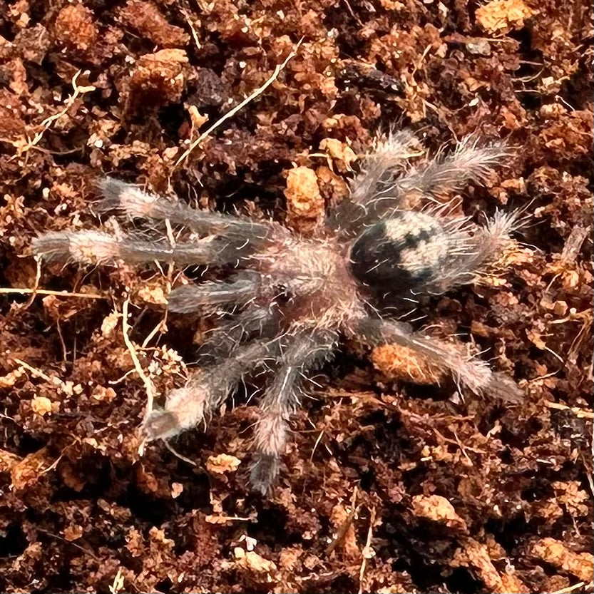 Psalmopoeus cambridgei ~ (Trinidad Chevron Tarantula) ½" – Unsexed Sling
