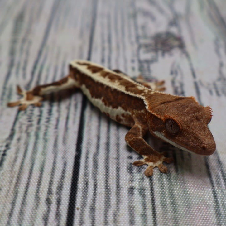 Frappuccino Unsexed Crested Gecko (#R1)