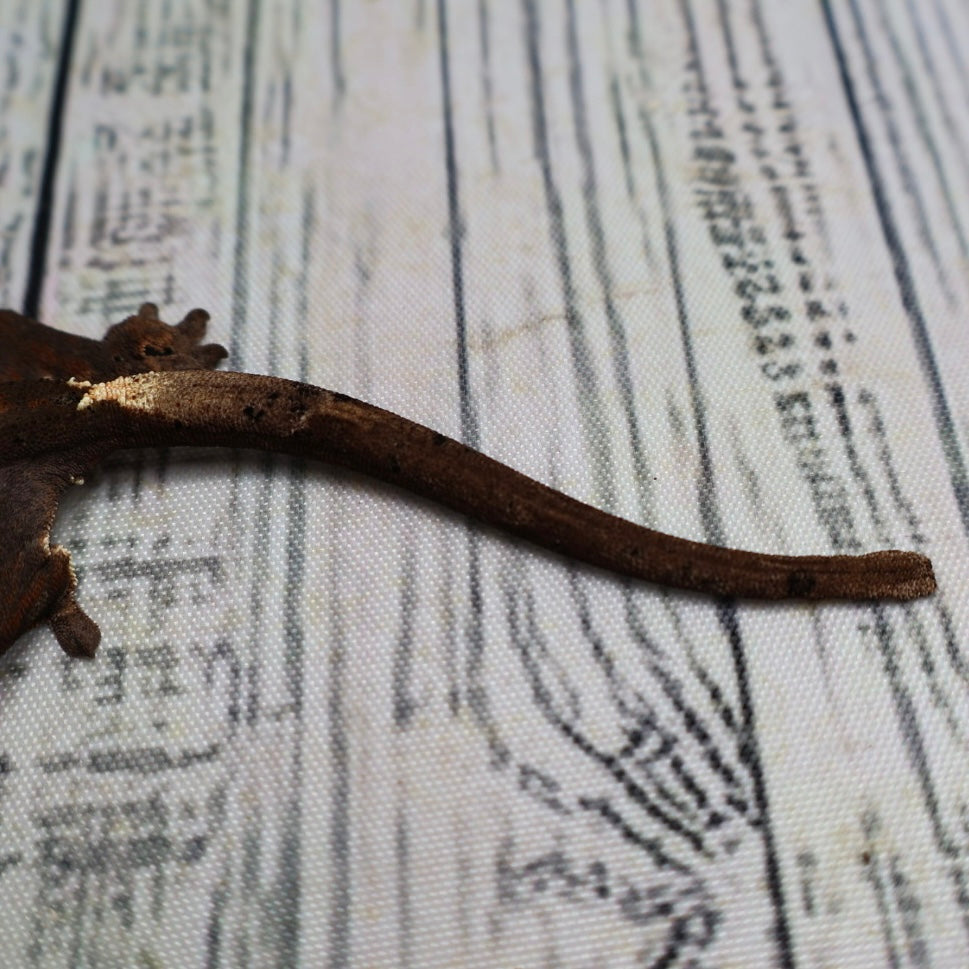 (#469) RCK Cappuccino Dalmatian Crested Gecko – Unsexed