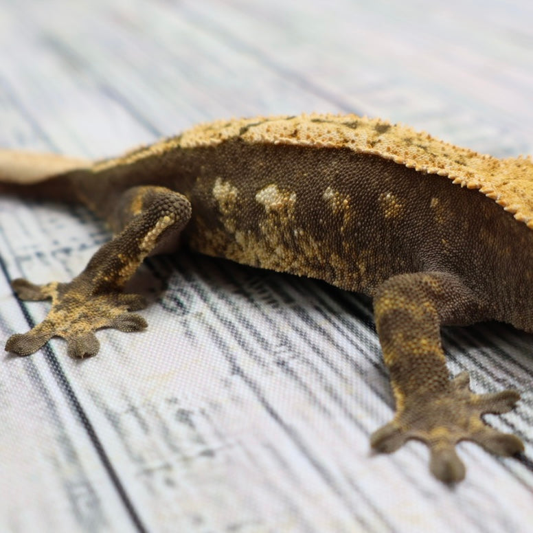 (#E13) Harlequin Crested Gecko – Sub-Adult Female