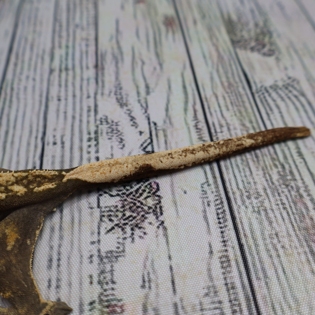 (#E13) Harlequin Crested Gecko – Sub-Adult Female