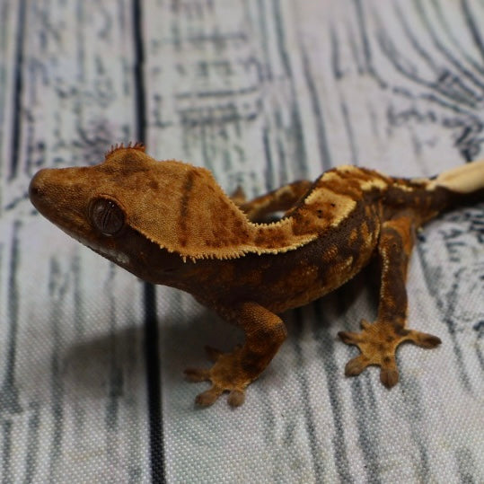 (#R6) Harlequin Unsexed Crested Gecko