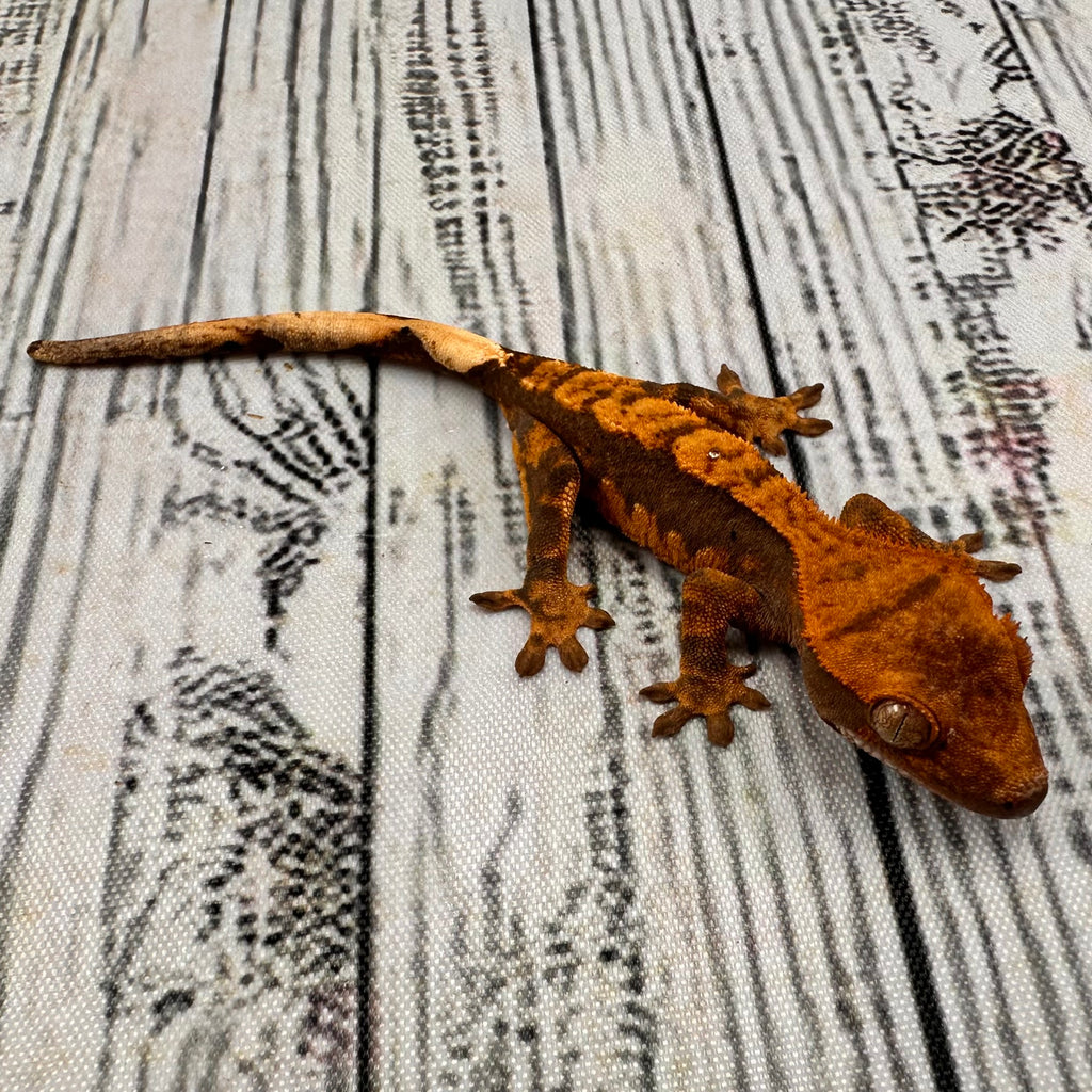 Harlequin Unsexed Crested Gecko (#R8)
