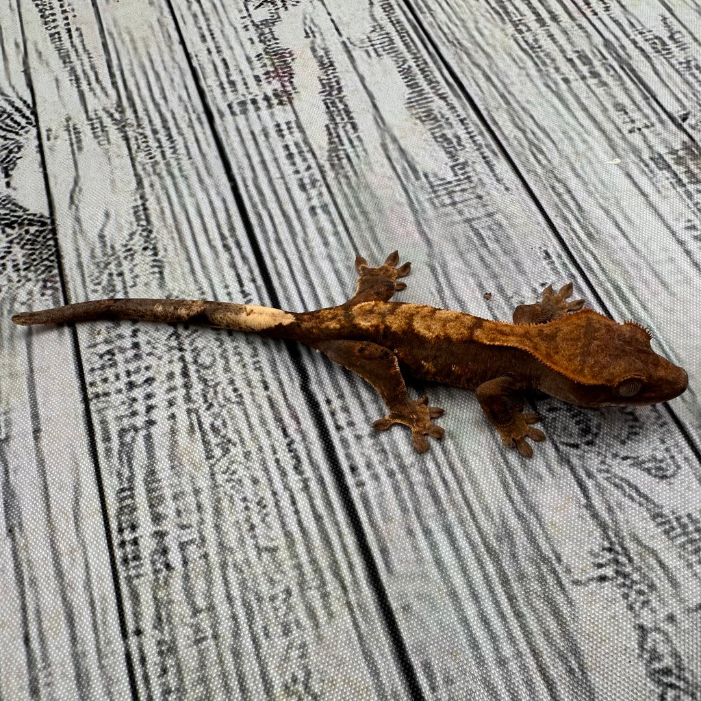 Flame Dalmatian Unsexed Crested Gecko (#R24)