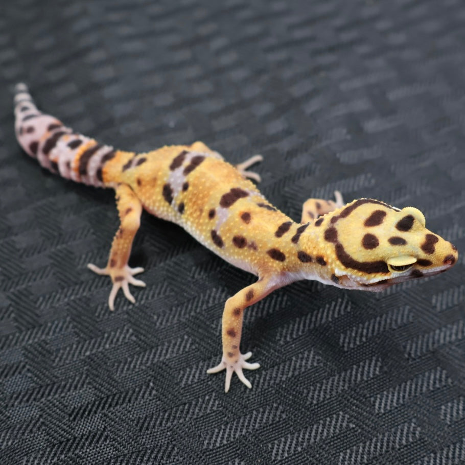 (#36) Tangerine Leopard Gecko – Female