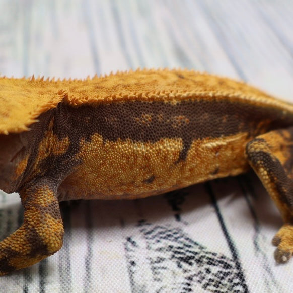 (#G126) Fire Quad Pinstripe Crested Gecko – Male Sub-Adult