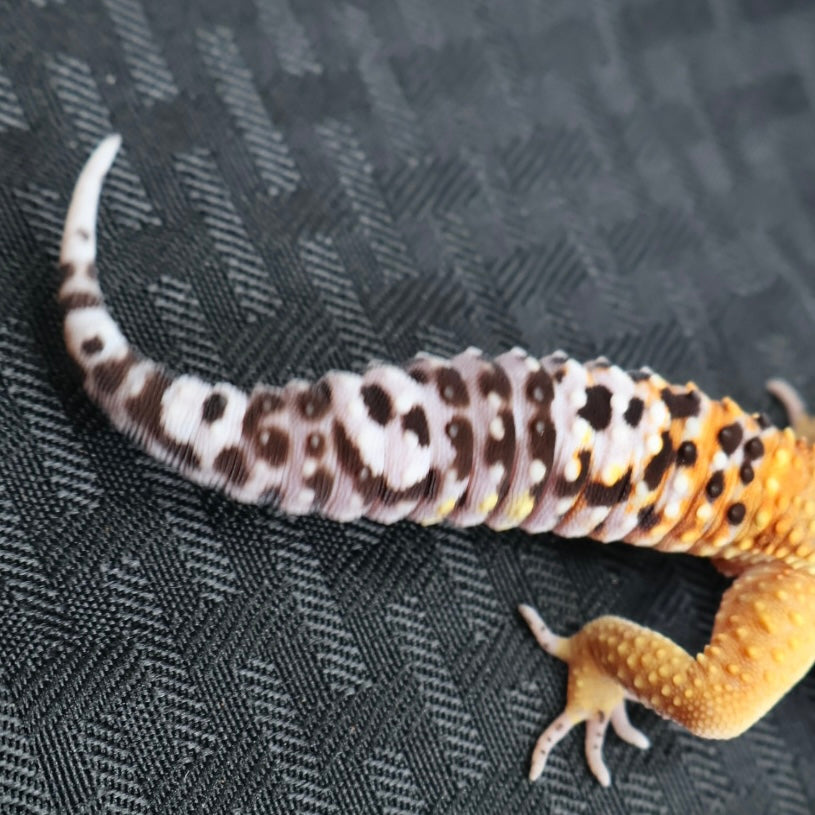 (#32) Tangerine Stripe Leopard Gecko – Male