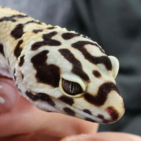 (#2) Bold Tangerine het Tremper Albino Leopard Gecko – Female