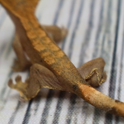 (#G200) Fire Crested Gecko – Baby Unsexed