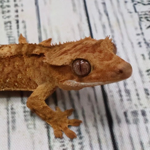 (#407) het Axanthic Crested Gecko – Unsexed