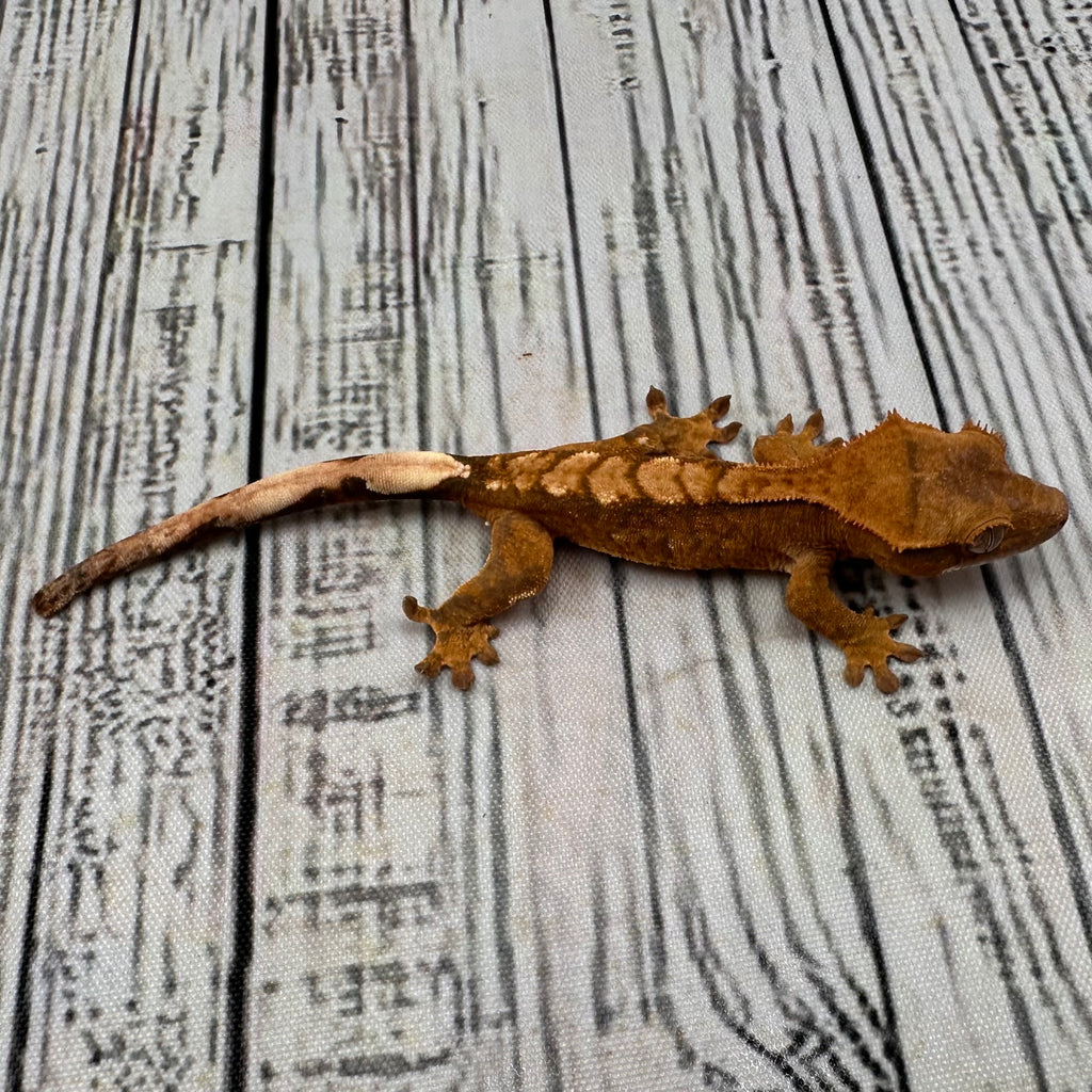 Flame Unsexed Crested Gecko (#R26)