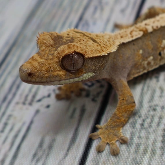 (#G118) Possible Fire Crested Gecko – Unsexed