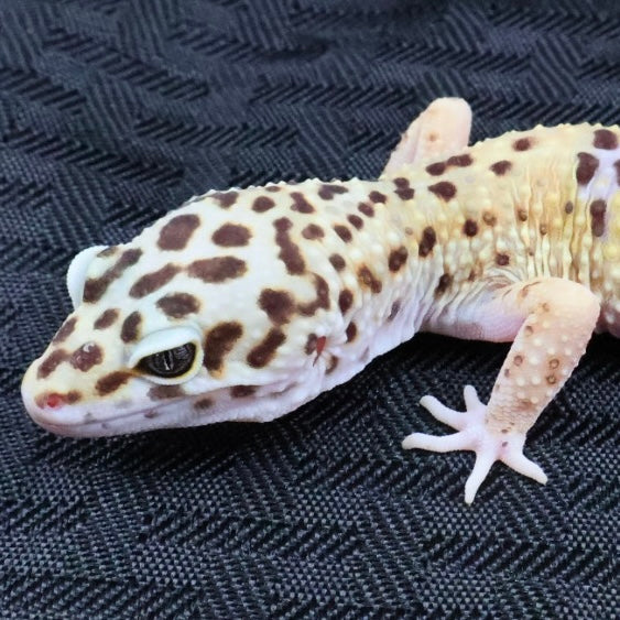 (#8) Lavender Leopard Gecko – Unsexed