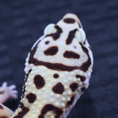 (#3) Bold Tangerine Leopard Gecko – Female