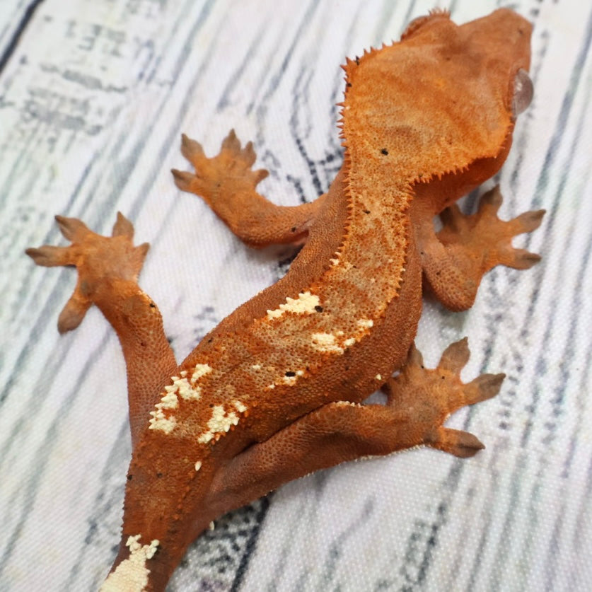 (#468) RCK Cappuccino Dalmatian Partial Pinstripe Crested Gecko – Unsexed
