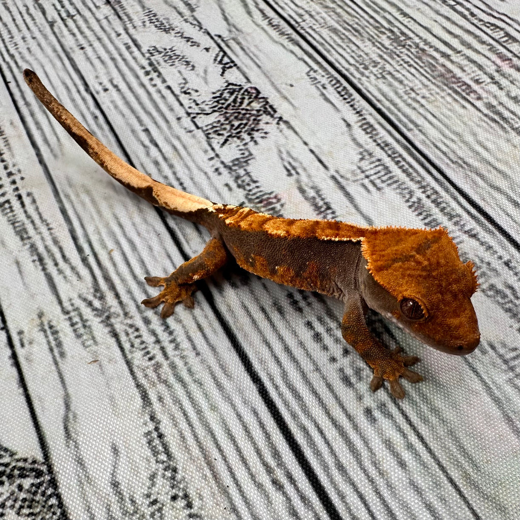 Harlequin Unsexed Crested Gecko (#R11)