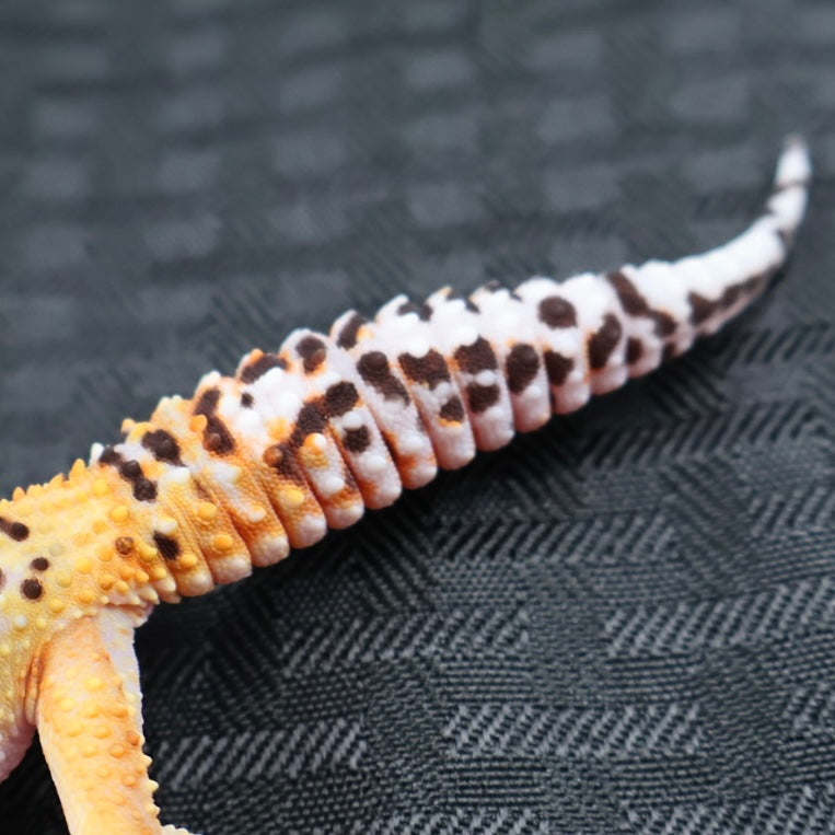 (#18) Tangerine Stripe Leopard Gecko – Female