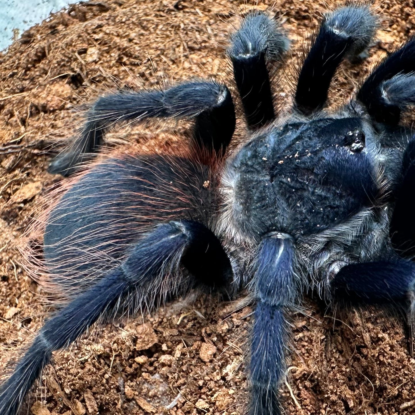 Lasiodora sazimai ~ (Brazilian Blue Tarantula) 3" – Male Juvenile
