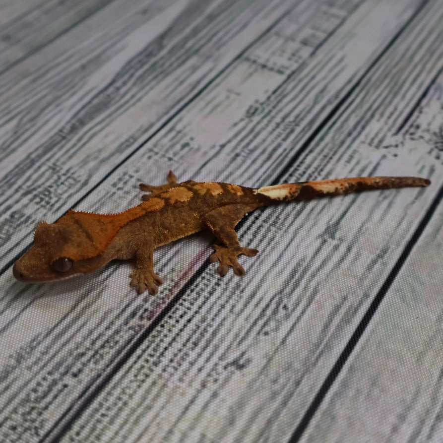 (#R33) Flame Unsexed Crested Gecko