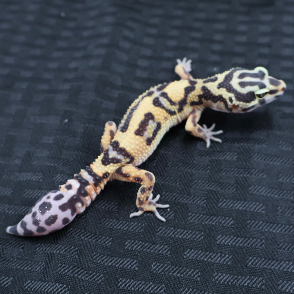 (#21) Bold Leopard Gecko – Unsexed