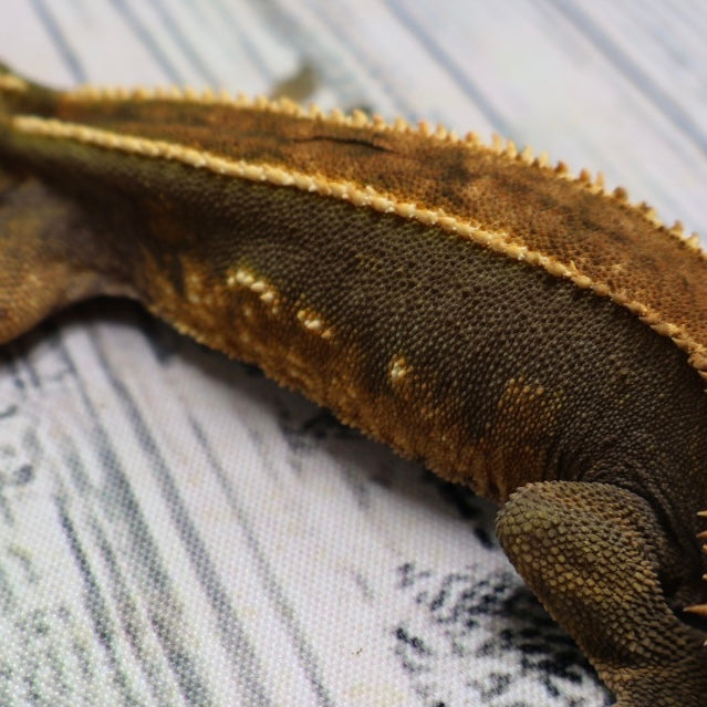 (#319) Red & Black Softscale Emptyback Pinstripe Crested Gecko – Male Adult Proven Breeder