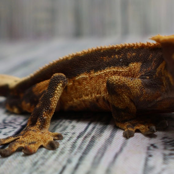 (#G126) Fire Quad Pinstripe Crested Gecko – Male Sub-Adult