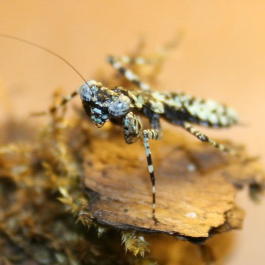 Asian Bark Mantis – Nymph (Theopompa servillei)