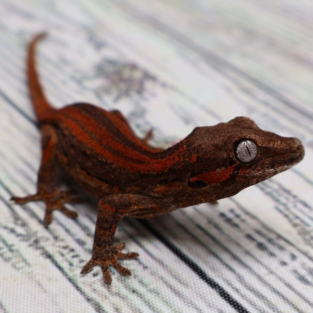 (#1) Possible Phantom Eye Red Stripe Gargoyle Gecko – Unsexed {DEADPOOL LINE}