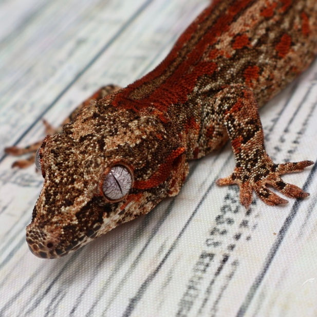 Phantom Eye High Red Stripe Gargoyle Gecko – Male {DEADPOOL LINE}