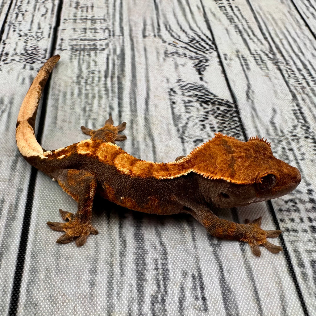 Harlequin Unsexed Crested Gecko (#R11)