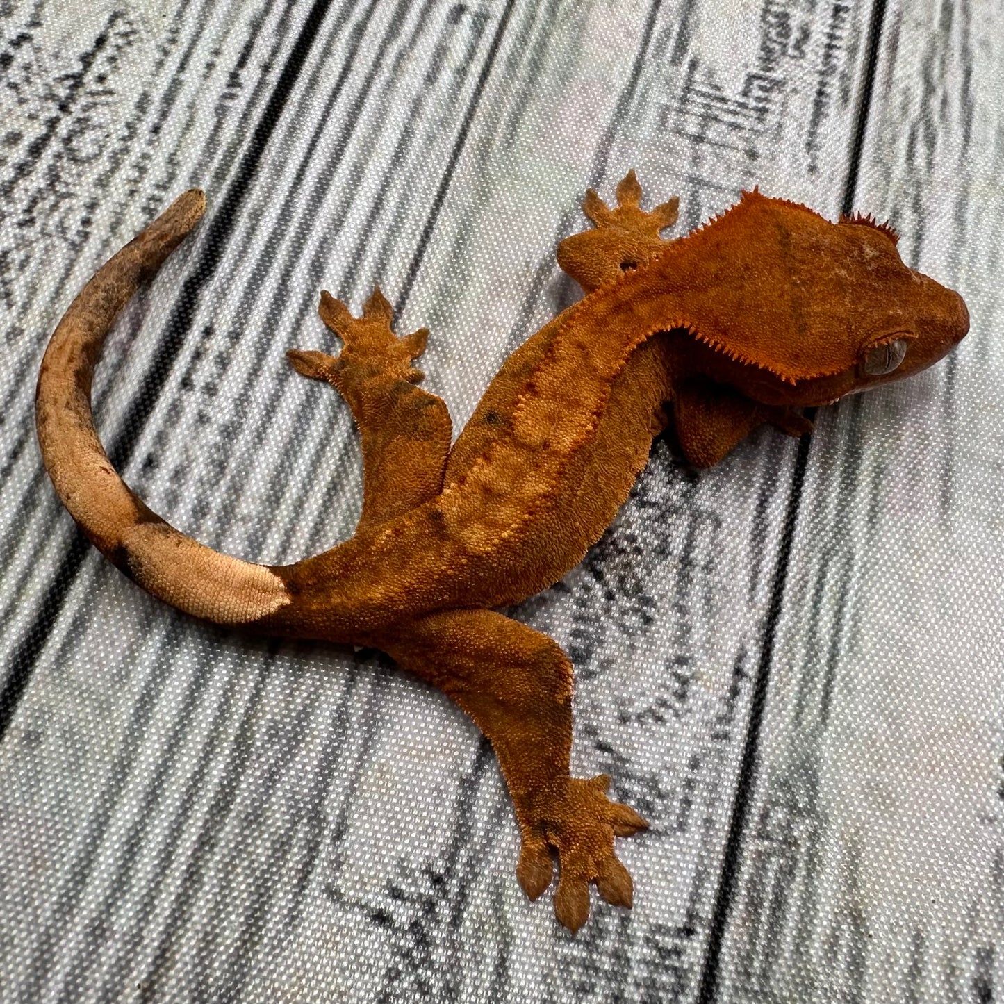 Flame Dalmatian Unsexed Crested Gecko (#R16) ~ Tangerine Line
