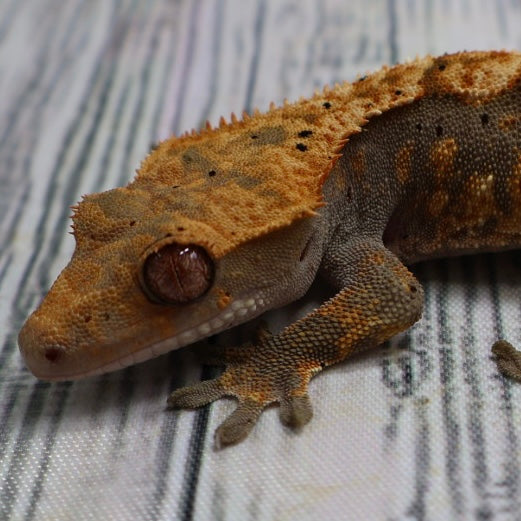 (#G132) Possible Fire Crested Gecko – Female Juvenile